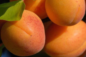 Morela 'Prunus armeniaca' karłowa KRASNY POLICZEK