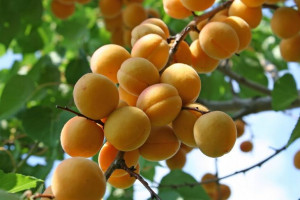 Morela 'Prunus armeniaca' karłowa SOMO