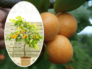 Morela 'Prunus armeniaca' kolumnowa EARLY ORANGE