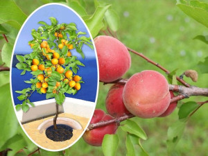 Morela 'Prunus armeniaca' kolumnowa HARCOT