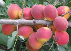 Morela karłowa Prunus armeniaca 'Benda'