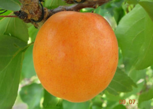 Morela karłowa Prunus armeniaca 'Early Orange'