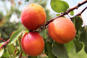 Morela karłowa Prunus armeniaca 'Heja'