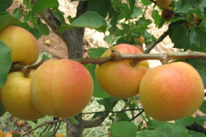 Morela karłowa Prunus armeniaca 'Późna z morden'