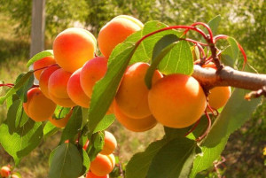 Morela karłowa Prunus armeniaca 'Wczesna z morden'