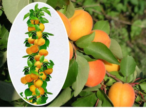 Morela Prunus armeniaca kolumnowa WCZESNA Z MORDEN
