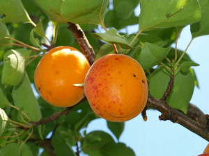 Morela Prunus armenica 'Goldrisch' KARŁOWA
