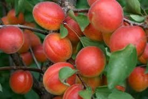 Morela Prunus armenica 'Harcot' KARŁOWA