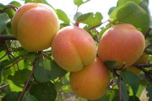 Morela Prunus armenica 'Krojczynka' KARŁOWA