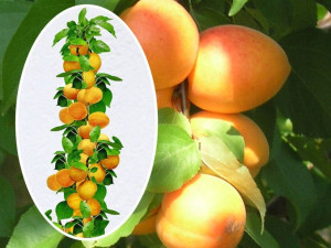 Morela Prunus armenica 'Somo' KOLUMNOWA