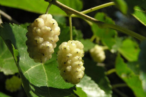 Morwa biała 'Morus alba ' NIGRA