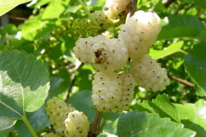 Morwa Biała Morus alba 'Alba'