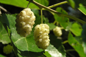 Morwa Biała Morus alba 'Nigra'