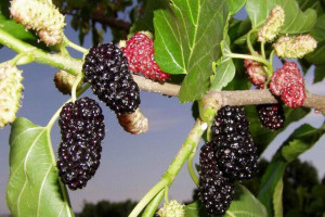 Morwa Czarna Morus nigra 'Alba'