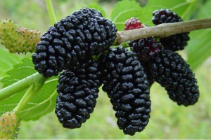 Morwa Czarna Morus nigra 'Nigra'
