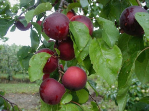 Nektaryna karłowa 'Prunus persica' RED GOLD