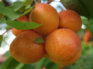 Nektaryna karłowa Prunus persica 'Silver Lode'