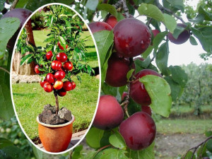 Nektaryna Prunus persica 'Red Gold' KOLUMNOWA