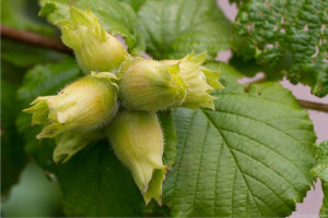 Orzech laskowy 'Corylus avellana' COSFORD