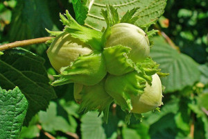 Orzech laskowy 'Corylus avellana' SYRENA