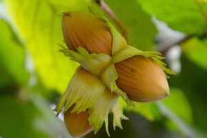 Orzech laskowy Corylus avellana 'Halle'