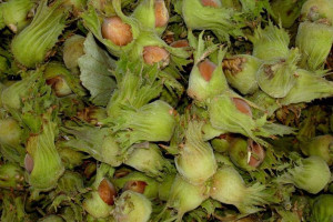 Orzech laskowy Corylus avellana 'Lamberta Biały'