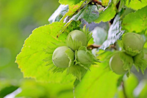 Orzech laskowy Corylus avellana 'Webba Cenny'