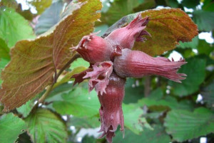 Orzech laskowy Corylus avellana Lamberta Czerwony'