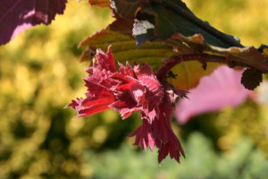 Orzech laskowy Corylus avellana Warszawski Czer.