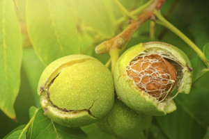 Orzech włoski 'Juglans regia' JACEK