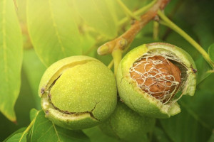 Orzech włoski Juglans regia 'Jacek'
