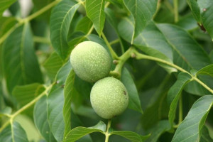 Orzech włoski Juglans regia 'Mars'