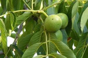 Orzech włoski Juglans regia 'Triumf'