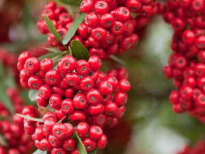 Ognik 'Pyracantha coccinea' CZERWONY