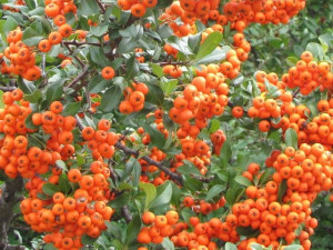 Ognik 'Pyracantha coccinea' POMARAŃCZOWY