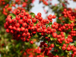 Ognik 'Pyracantha coccinea' RED COLUMN