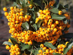 Ognik 'Pyracantha coccinea' SOLEIL D'OR