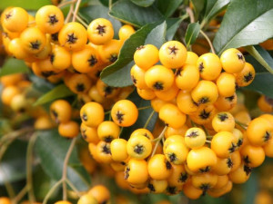 Ognik 'Pyracantha coccinea' ŻÓŁTY
