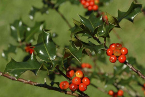 Ostrokrzew 'ilex'