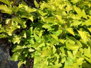Pęcherznica 'Physocarpus opulifolius' ZIELONA