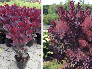 PERUKOWIEC 'Cotinus'