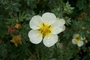 Pięciornik 'Dasiphora fruticosa' BIAŁY