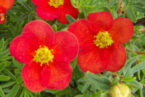 Pięciornik 'Dasiphora fruticosa' CZERWONY