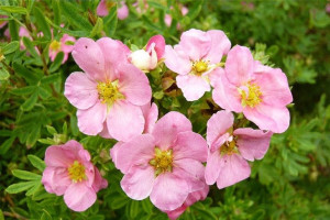 Pięciornik 'Dasiphora fruticosa' RÓŻOWY