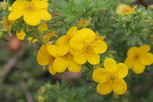 Pięciornik 'Dasiphora fruticosa' ŻÓŁTY