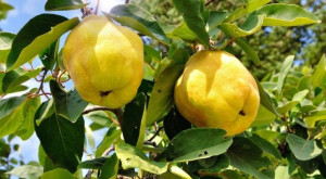 Pigwa 'Cydonia oblonga' GRUSZKOWA