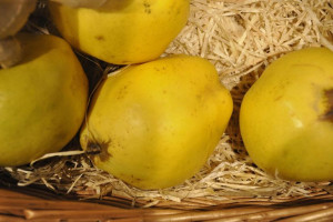 Pigwa 'Cydonia oblonga' JABŁKOWA