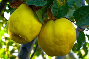 Pigwa 'Cydonia oblonga' LESCOWACKA