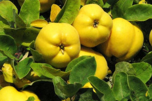 Pigwa 'Cydonia oblonga' URSYNOWSKA