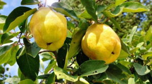 Pigwa Cydonia oblonga 'Gruszkowa'